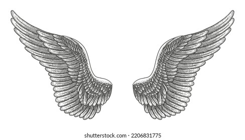 Angel wings, bird wings collection Engraving hand drawn vector illustration sketch	