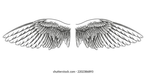 Angel wings, bird wings collection hand drawn vector illustration sketch