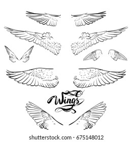 angel wings, lettering, drawing vector