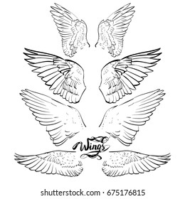 angel wings, lettering, drawing vector
