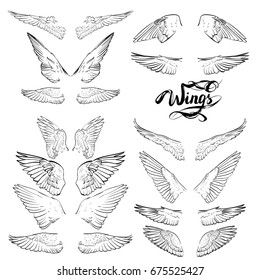 angel wings, lettering, drawing vector