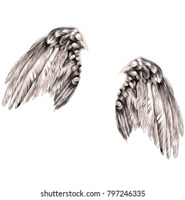 angel wings sketch vector graphics color picture