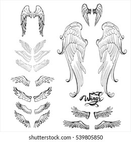 angel wings vector, lettering, drawing
