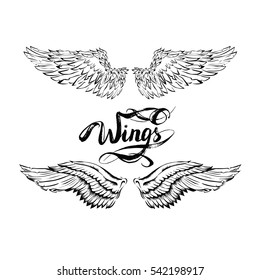 angel wings vector, lettering, drawing