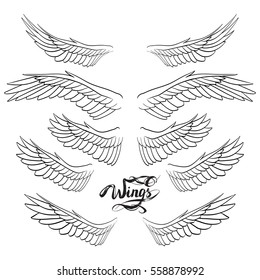 angel wings vector, lettering, drawing