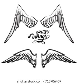 angel wings vector, lettering, drawing