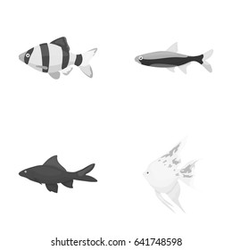 Angelfish, common, barbus, neon.Fish set collection icons in monochrome style vector symbol stock illustration web.