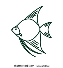 Angelfish in flat style. Pterophyllum isolated. Freshwater aquarium fish on white background.