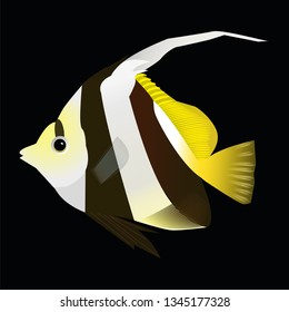 Angelfish isolated on black background. Vector illustration.