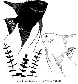 angelfish isolated on white background