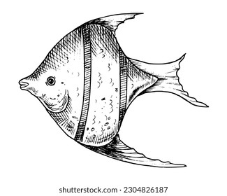 Angelfish vector illustration. Hand drawn illustration of Fish in outline style painted by black inks on isolated white background. Line art of underwater animal for icon or logo. Monochrome engraving