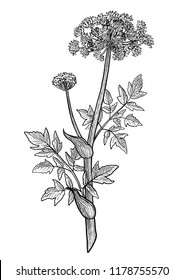 Angelica archangelica flower illustration, drawing, engraving, ink, line art, vector