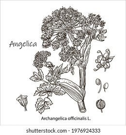 Angelica archangelica. Vector hand drawn herb. Botanical plant illustration. Vintage medicinal herb sketch.