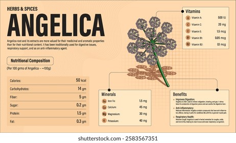 Angelica Herb Nutrition Facts and Health Benefits–Detailed Vector Infographic for Healthy Eating and Wellness