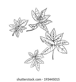 angelica leaves