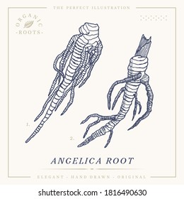 Angelica root botanical vintage retro illustration. herbal medicine garden angelica, wild celery, and Norwegian angelica