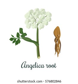 Angelica sinensis, or Angelica archangelica or dong quai, or female ginseng - medicinal herb. Flower and root. vector illustration. for cooking, beverages, cosmetics, health care, perfume