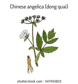 Angelica sinensis, or dong quai, or female ginseng - medicinal herb. Hand drawn botanical vector illustration
