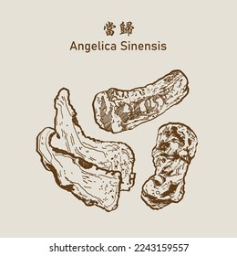 Angelica sinensis, female ginseng or dang gui, traditional chinese herbal medicine. - Shutterstock ID 2243159557