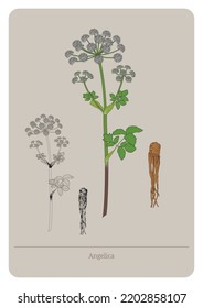 Angelica(Angelica Archangelica) plant and root. Vector flat illustration.