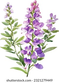 Angelonia Watercolor illustration. Hand drawn underwater element design. Artistic vector marine design element. Illustration for greeting cards, printing and other design projects.