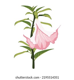 Angel's trumpets. Brugmansia flowers. Brugmansia suaveolens medicinal flower pink Angel's Trumpet on a white background.