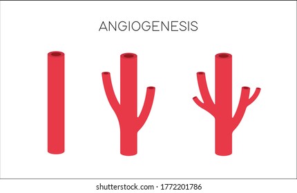 Angiogenesis is the process of formation of new blood vessels.  Blood circulation system, regeneration,  cancer.  Anatomy concept.  Can be used for topics like science, medicine, disease.