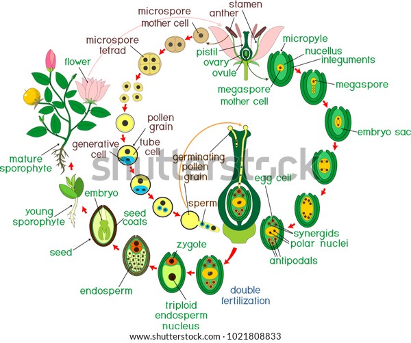 アンジオスペルムのライフサイクル 二重受精と肩書きを持つ顕花植物のライフサイクル図 のベクター画像素材 ロイヤリティフリー