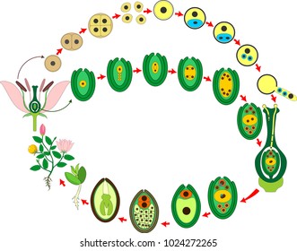 Angiosperm plant life cycle. Diagram of life cycle of flowering plant with double fertilization