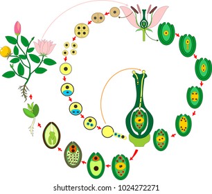 Angiosperm plant life cycle. Diagram of life cycle of flowering plant with double fertilization