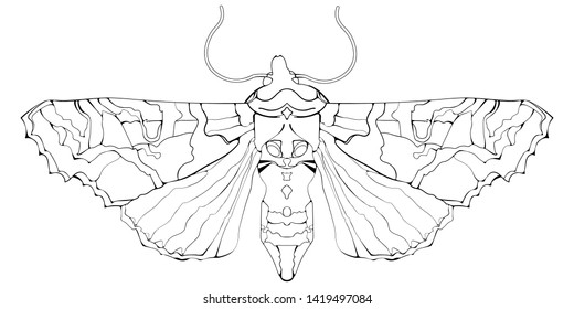 Angle shades moth. Vector illustration in decorative art deco style.