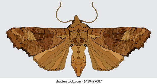 Angle shades moth. Vector illustration in decorative art deco style.