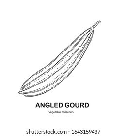 Angled gourd freehand drawing-vector illustration. Doodle style.