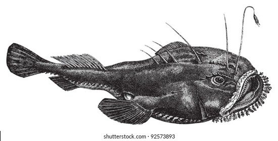 Angler (Lophius piscatorius) / vintage illustration from Meyers Konversations-Lexikon 1897