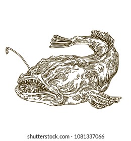 Anglerfish. Sketch. Engraving style. Vector illustration