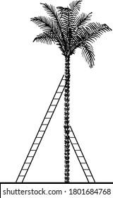 The angles of elevation from the ground to where the ladders meet the tree are congruent, if 2 ladders lean against opposite sides of a palm tree, vintage line drawing or engraving illustration.
