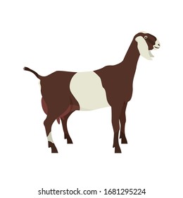 Anglo-Nubian goat Breeds of domestic goats Flat vector illustration  