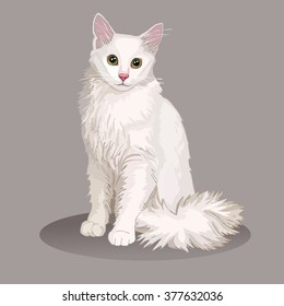 Angora cat. Favorite pet breed. Lovely fluffy kitten with green eyes. Realistic vector illustration.