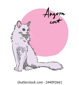 Angora cat, vector illustration