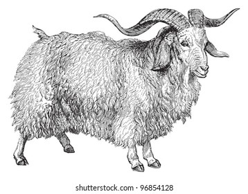 Angora goat (Capra angorensis) / vintage illustration from Meyers Konversations-Lexikon 1897