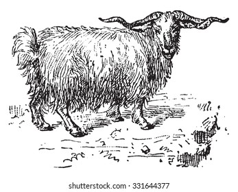 Angora goat, vintage engraved illustration. Dictionary of words and things - Larive and Fleury - 1895.
