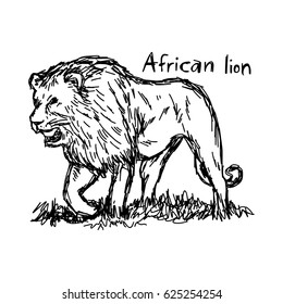 angry african lion walking - vector illustration sketch hand drawn with black lines, isolated on white background