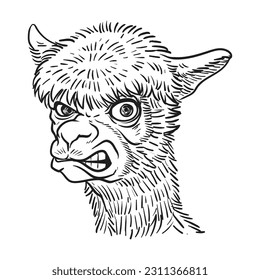 Angry alpaca or llama head black and white vector  illustration.