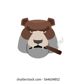 Angry bear with cigar. Aggressive Grizzly isolated
