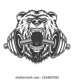 Angry bear head bites dumbbell in vintage monochrome style isolated vector illustration