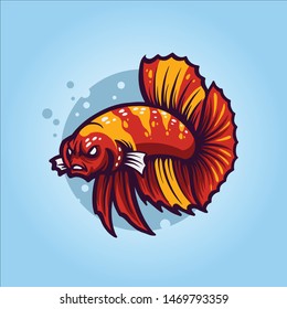 angry betta fish for your betta fish farm