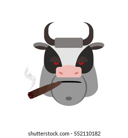Angry bull with cigar. Ferocious muzzle cow. Evil Farm Animals