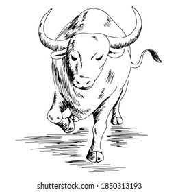 Angry Bull running graphic. Black white isolated sketch illustration, vector.