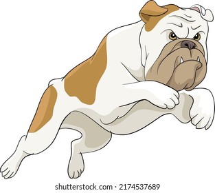 Angry bulldog attacking and running vector illustration dog