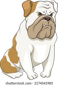 Angry bulldog is sitting, stare victim, vector illustration dog